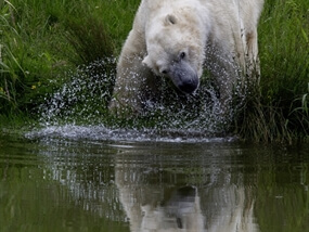 Customer Photo of Yorkshire Wildlife Park Photography Day